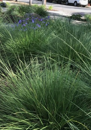 FESTUCA mairei